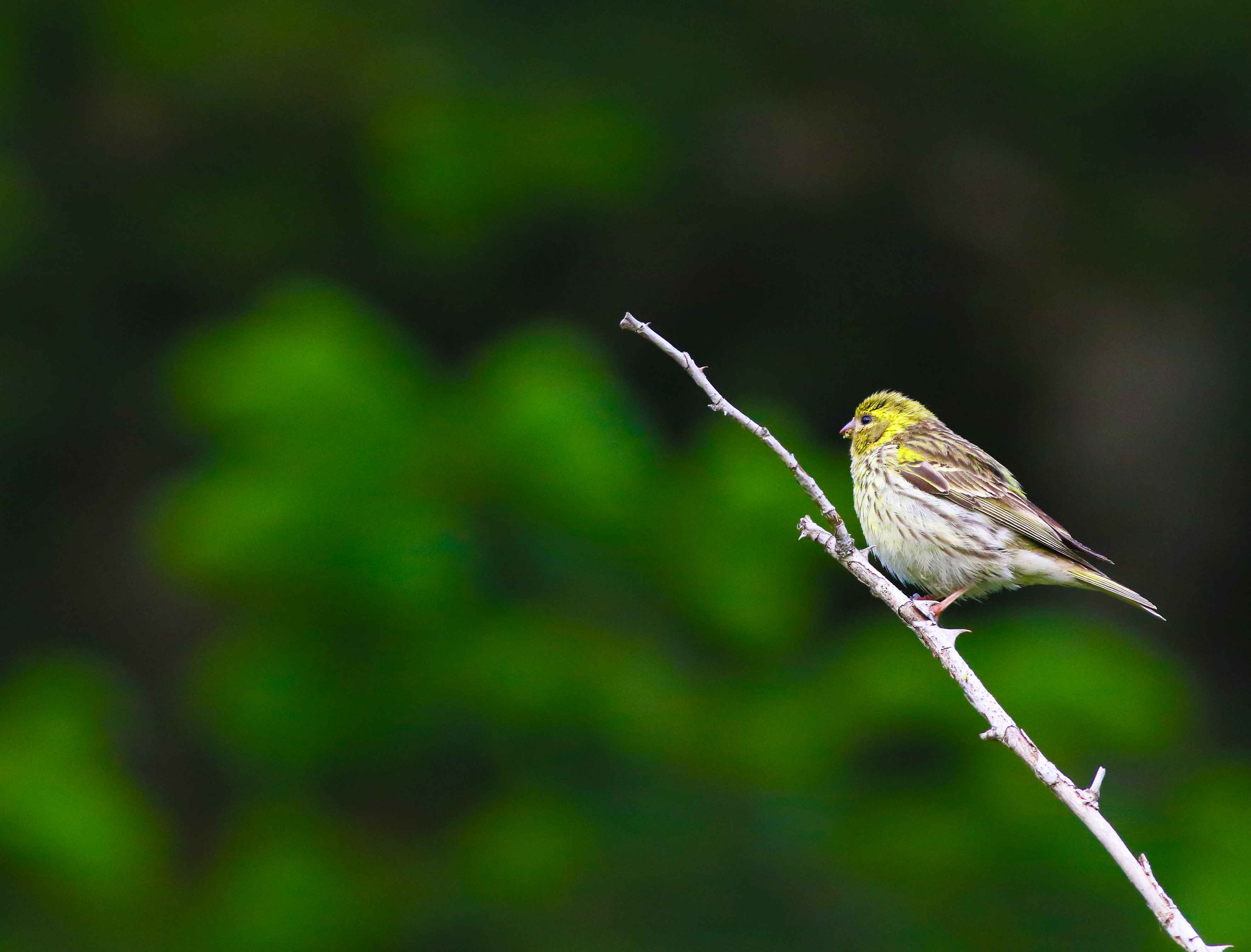 European Serin